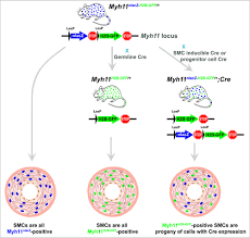 In this video i have shown the simplest way of drawing muscle drawing. Novel Myh11 Dual Reporter Mouse Model Provides Definitive Labeling And Identification Of Smooth Muscle Cells Brief Report Arteriosclerosis Thrombosis And Vascular Biology