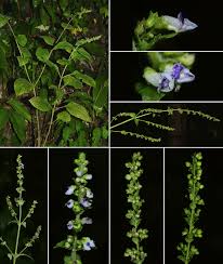 Image result for Isodon