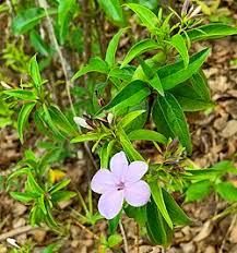 Image result for Barleria megalosiphon