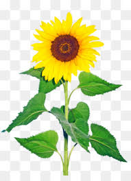 Animasi umum bunga matahari kartun gambar png. Bunga Matahari Png Unduh Gratis Umum Bunga Matahari Menggambar Animasi Bunga Matahari Gambar Png