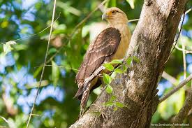 Maybe you would like to learn more about one of these? Pigua O Chimachima Milvago Chimachima Yellow Headed Caracara Jose Luis Ropero