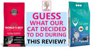 Van Cat Litter Review With Unexpected Interruption Youtube