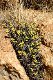 Image result for Coleochloa