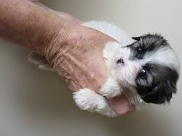 Get a boxer, husky, german shepherd, pug, and more on kijiji, canada's #1 local classifieds. Orange County Ca Shih Tzu Meet Pebbles A Pet For Adoption