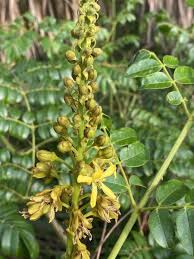 Image result for Guilandina bonduc