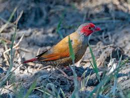 Bird With Orange Beak And Orange Wings Orange Winged Pytilia Also Golden Backed Pytilia Pytilia Afra By George Dubois Bird Dubois Wings