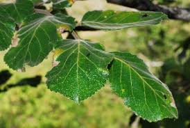 Image result for Homalium dentatum