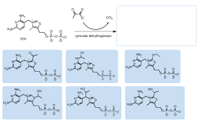 Testing must be performed before thiamine supplementation is given. Thiamine Pyrophosphate Tpp Is A Coenzyme Derived Chegg Com
