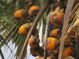 Image result for Borassus aethiopum