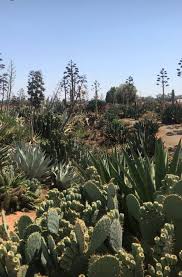 Cacti can grow in any climate if one takes proper care of them. Cactus Country In Australia Succulents Cactus Plants