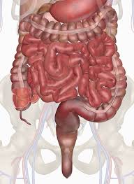 Inner body · march 23, 2021. Human Intestines Interactive Anatomy Guide