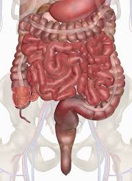 In humans, it is shortest part of the small intestine, connecting the stomach to the jejunum, and it is where most chemical digestion takes place. Human Intestines Interactive Anatomy Guide