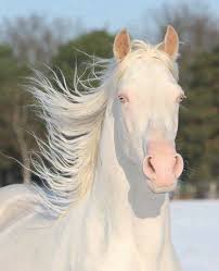 Image result for one of a kind animals