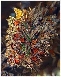 Monarch Butterfly Colony Northland New Zealand Bellos Insectos Danaus Plexippus Mariposa Monarca