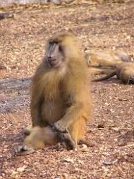Facts and information about baboon. Baboons Provide New Insights Into The Evolution Of The Genome Eurekalert Science News