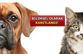 Insanlari Kopekler Mi Yoksa Kediler Mi Daha Cok Seviyor
