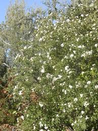Image result for Cordia pilosissima