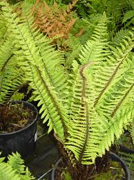 Image result for Dryopteris antarctica