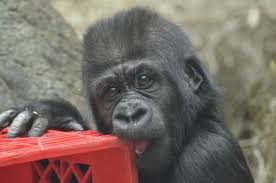 Check spelling or type a new query. Oklahoma City Zoo And Botanical Garden Happy First Birthday To Sweet Kamina Thanks To Our Colleagues At The Columbus Zoo Cincinnati Zoo And Our Care Crew Who As Teamkamina Helped This