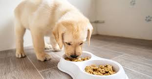 Here are the steps to discipline, your dog with positive punishment. How To Punish A Puppy Appropriately