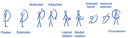 Image result for Shoulder Range of Motion