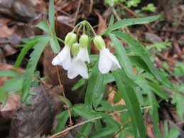 Image result for Cardamine