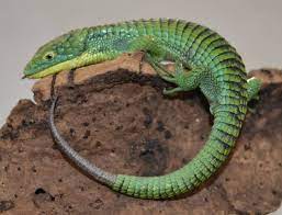 Overheating your mexican alligator lizard can be very dangerous, so make sure that the basking area is not getting above the required temperature. Mexican Alligator Lizards W Regrown Tails For Sale