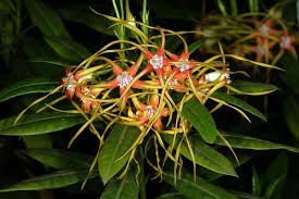 Image result for Strophanthus bequaertii