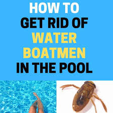 Mosquitoes grow from eggs to biters in about two weeks, but eggs can survive for months waiting for water to help them hatch. How To Get Rid Of Water Boatmen In The Pool Keep Them Out Bugwiz