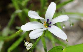 Image result for Tecophilaeaceae