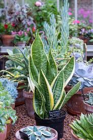 Image result for Sansevieria trifasciata
