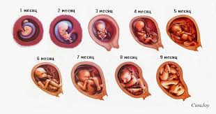 Namun, karena badannya masih terlalu kecil, bumil belum bisa kadang gerakan bayi dalam kandungan baru akan terasa, jika bayi menggerakkan seluruh anggota badannya dalam waktu yang agak lama. Berat Janin Pada Minggu Kehamilan Kadar Untuk Kanak Kanak Dalam Jadual Penunjuk Untuk Kembar Bagaimana Untuk Mengira