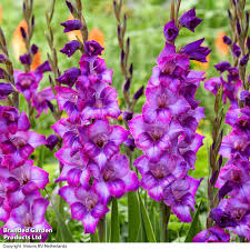 Image result for Gladiolus melleri