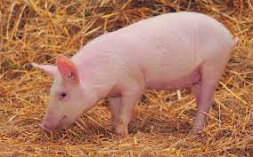 Where did the term guinea pig come from? How To Say Pig In Spanish What Is The Meaning Of Cerdo Ouino
