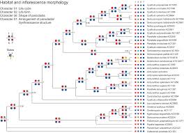 Image result for Centemopsis