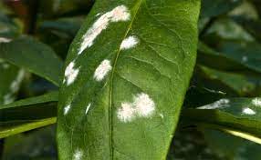 We did not find results for: How To Treat Powdery Mildew On Plants