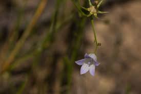 Image result for Wahlenbergia banksiana