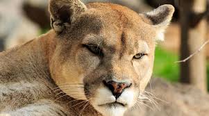 Forget needing to be in charge of the world. Cougar Spirit Animal And Totem Meanings Yocean Yogi