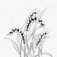 Kali ini kulo akan membagikan ilmu kepada teman2 semua tentang tutorial membuat lukisan dari foto hitam putih menggunakan teknik smudge paintings by.khuntho serpihan duri 1.ambil/open foto yg akan di edit,, di sini kulo menggunakan foto bung karno yg hitam putih Gambar Gandum Bijirin Lukisan Garis Clipart Hitam Dan Putih Bijirin Bijirin Pelbagai Png Dan Psd Untuk Muat Turun Percuma