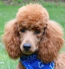 The wavy coat is the most common and is what's referred to as the teddy bear coat. Goldendoodle Poodle Cut Online