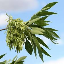 Image result for Fraxinus velutina
