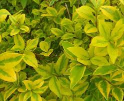 Image result for ligustrum ovalifolium