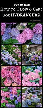 Hydrangea Top 10 Tips On How To Plant Grow Care Hydrangea Care Hydrangea Garden Planting Hydrangeas