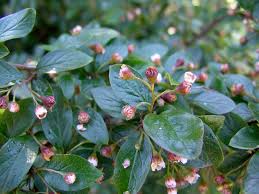Image result for Cotoneaster
