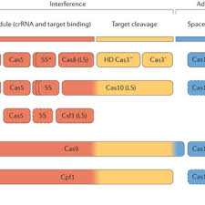 111/2010 prevede faptul ca pot beneficia de concediul si indemnizatia lunara pentru cresterea copilului persoanele care, timp de 12 luni din ultimii 2 ani anteriori datei nasterii copilului, au obtinut venituri din salarii si asimilate salariilor, venituri din activitati independente, venituri din drepturi de. Pdf An Updated Evolutionary Classification Of Crispr Cas Systems