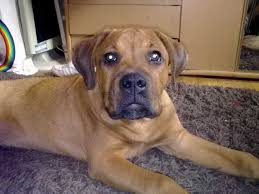 She is a great mix of all the breeds but more boxer than anything. Cyrus Deutscher Boxer Rottweiler Mischling Mix