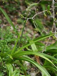 Image result for Voacanga bracteata