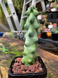 Image result for Myrtillocactus geometrizans