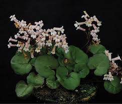 Image result for Gonatopus clavatus