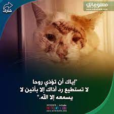 لا تؤذي احد animals cats hamster